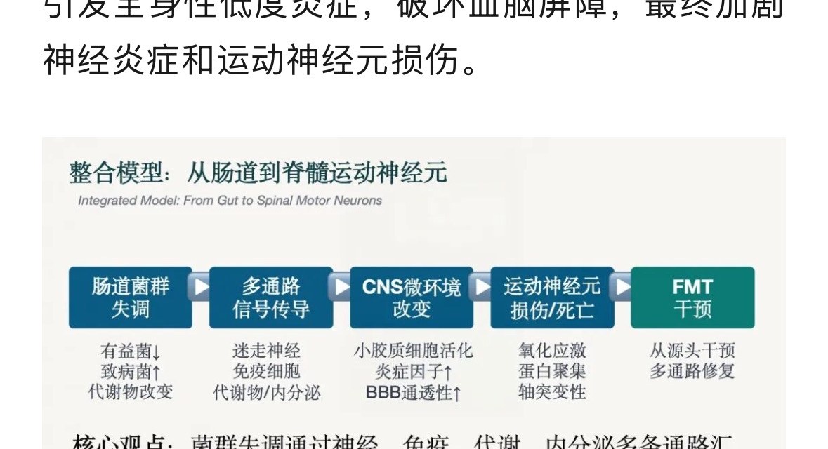 整合模型:从肠道到脊髓运动神经元